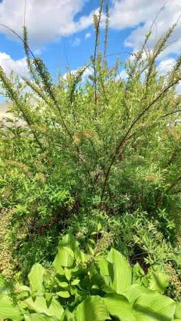 Купить земельный участок в Искитиме. Вариант № 19578, 25, площадь -  квм, цена 850000 рублей