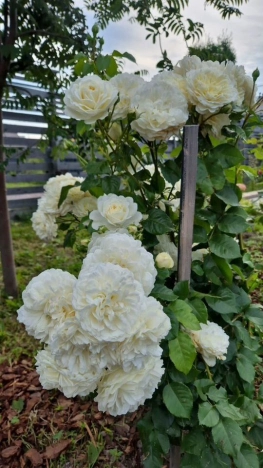 Купить дом в Санкт-Петербурге. Вариант № 2716301, 37, площадь -  квм, цена 12290000 рублей