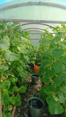 Купить дом в Вологде. Вариант № 11739, 22, площадь - квм, цена 4500000 рублей