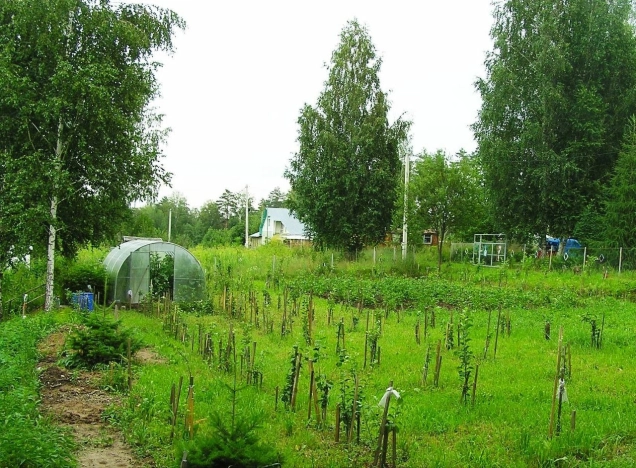 Купить земельный участок в Искитиме. Вариант № 19506, 28, площадь -  квм, цена 3430000 рублей