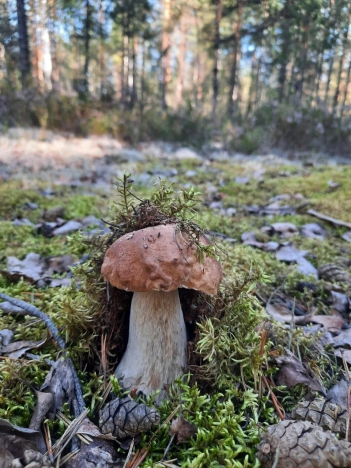 Купить земельный участок в Республике Карелия. Вариант № 21301, 14, площадь -  квм, цена 350000 рублей