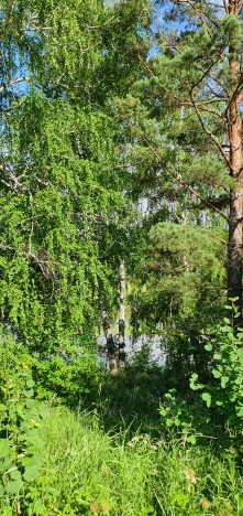 Купить земельный участок на улице Набережная в Тюменской области. Вариант № 37245, 5, площадь -  квм, цена 450000 рублей