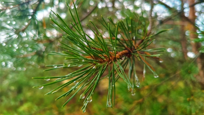 Купить земельный участок на улице Журавлиха в Владимире. Вариант № 44659, 3, площадь -  квм, цена 2000000 рублей