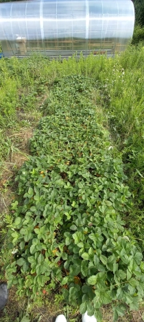 Купить земельный участок в районе Ленинский в Владимире. Вариант № 22943, 4, площадь -  квм, цена 250000 рублей