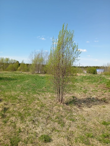 Купить земельный участок в Республике Коми. Вариант № 46055, 9, площадь -  квм, цена 240000 рублей