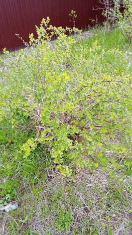 Купить дачу в Владимирской области. Вариант № 1588235, 26, площадь -  квм, цена 800000 рублей