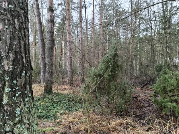 Купить земельный участок в Рязани. Вариант № 10011175, 5, площадь -  квм, цена 3600000 рублей