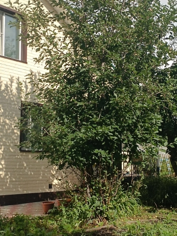 Купить земельный участок в Новосибирске. Вариант № 1506141, 5, площадь -  квм, цена 4100000 рублей