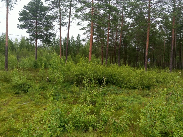 Купить земельный участок в Республике Коми. Вариант № 31044, 2, площадь -  квм, цена 160000 рублей