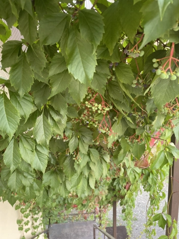 Купить общепит в Владимире. Вариант № 12033, 19, площадь -  квм, цена 20000000 рублей