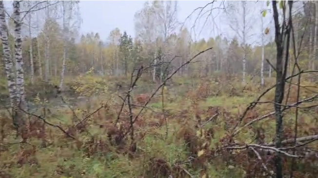 Купить земельный участок в Алтайском крае. Вариант № 7825788, 8, площадь -  квм, цена 4000000 рублей