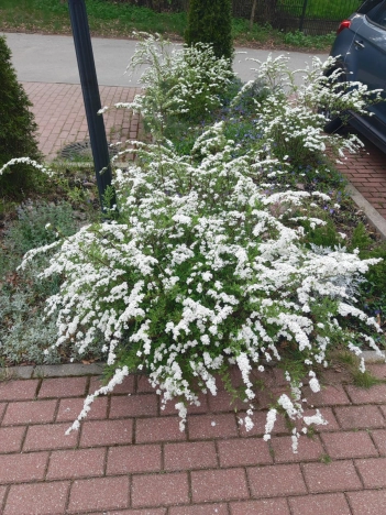 Купить квартиру в Светлогорске. Вариант № 6725020, 35, площадь -  квм, цена 9900000 рублей