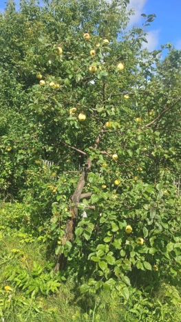 Купить дачу в Тюменской области. Вариант № 16730, 7, площадь -  квм, цена 1260000 рублей