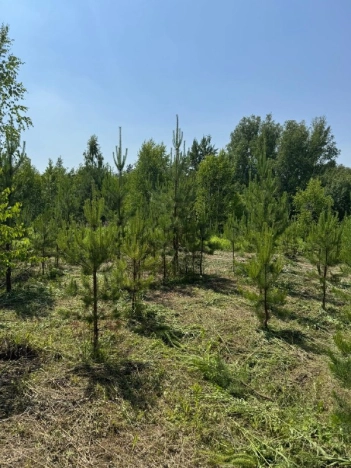 Купить земельный участок в Новосибирске. Вариант № 10408095, 9, площадь -  квм, цена 1500000 рублей