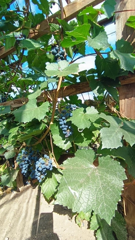 Купить дом в Микрорайоне Восточный, Тобольск в Тобольске. Вариант № 22430, 31, площадь -  квм, цена 15000000 рублей