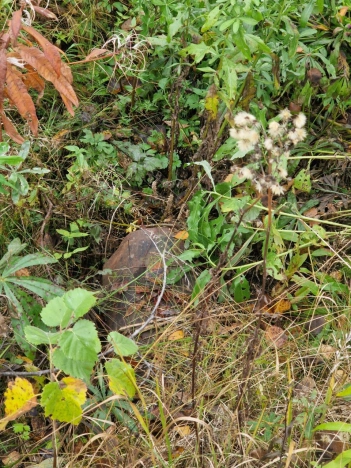 Купить земельный участок в Республике Коми. Вариант № 9637980, 6, площадь -  квм, цена 270000 рублей