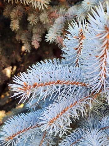 Купить дом на улице Тургенева в Новосибирске. Вариант № 7273956, 34, площадь -  квм, цена 90000000 рублей