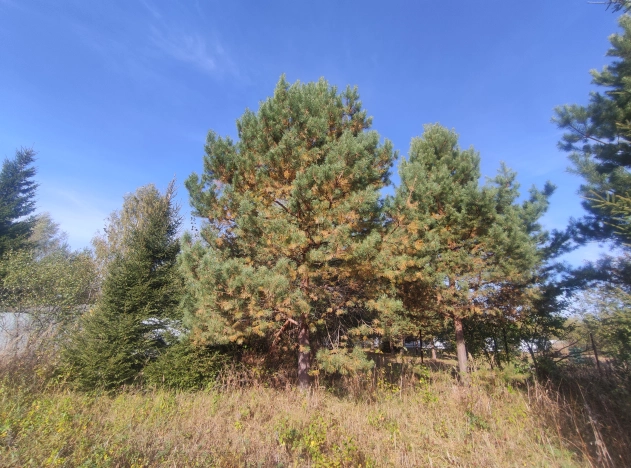 Купить земельный участок в Коврове. Вариант № 14535, 9, площадь -  квм, цена 100000 рублей