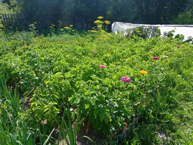 Купить дом на улице Берёзовая в Брянской области. Вариант № 1853, 5, площадь -  квм, цена 1060000 рублей