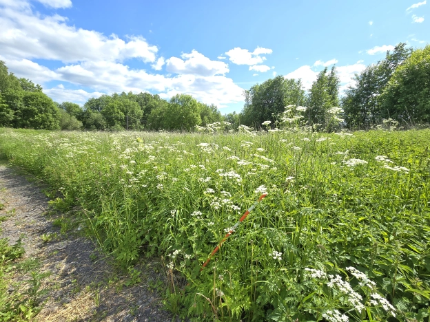 Купить земельный участок в Республике Карелия. Вариант № 21705, 5, площадь -  квм, цена 2000000 рублей