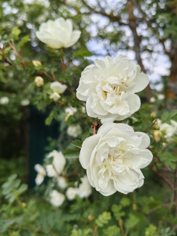 Купить дачу в Калуге. Вариант № 51217, 15, площадь -  квм, цена 597000 рублей