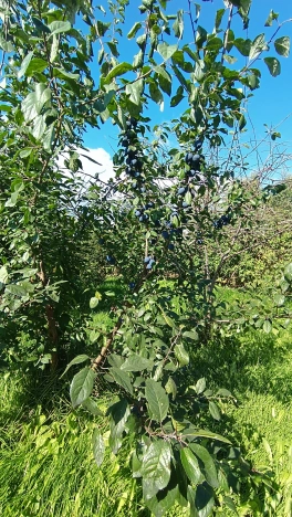 Купить дом в Микрорайоне Восточный, Тобольск в Тобольске. Вариант № 22430, 21, площадь -  квм, цена 15000000 рублей