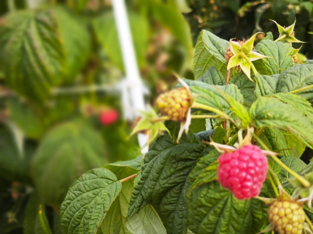 Купить дом в Калуге. Вариант № 14265, 14, площадь -  квм, цена 10450000 рублей