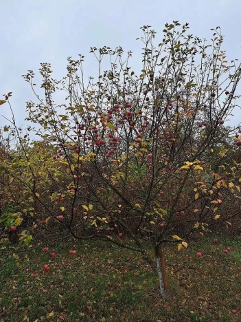 Купить дачу в Москве. Вариант № 9959386, 8, площадь -  квм, цена 3500000 рублей