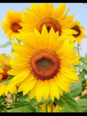 Купить квартиру на улице Лобненская в Москве. Вариант № 11007171, 25, площадь - квм, цена 9500000 рублей