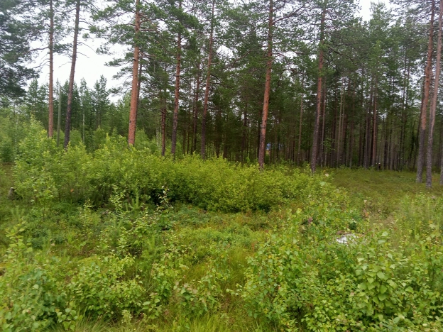 Купить земельный участок в Республике Коми. Вариант № 31044, 3, площадь -  квм, цена 160000 рублей