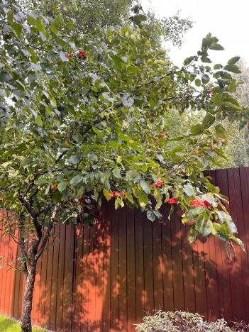 Купить дом в Тюмени. Вариант № 3829083, 31, площадь -  квм, цена 15000000 рублей