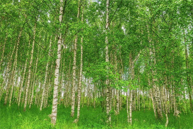 Купить земельный участок в Ярославской области. Вариант № 4536, 0, площадь -  квм, цена 699000 рублей