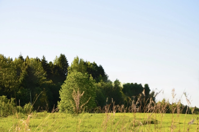 Купить земельный участок в Вологодской области. Вариант № 35857, 5, площадь -  квм, цена 545000 рублей