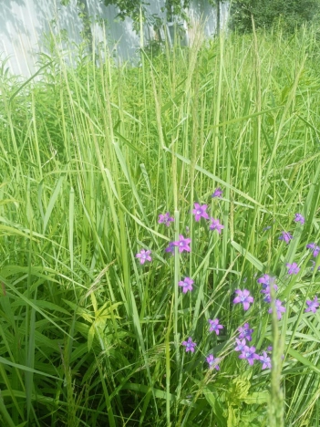 Купить земельный участок в Санкт-Петербурге. Вариант № 56035, 3, площадь -  квм, цена 4950000 рублей