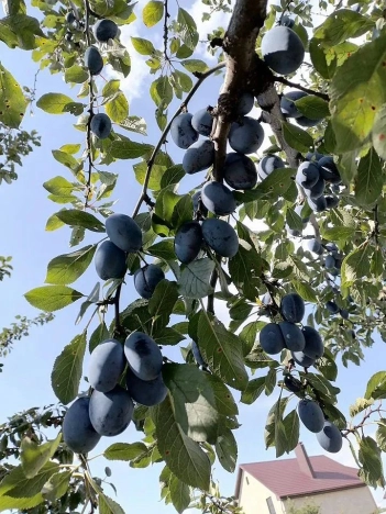 Купить дом в Белгороде. Вариант № 7215679, 25, площадь -  квм, цена 9000000 рублей