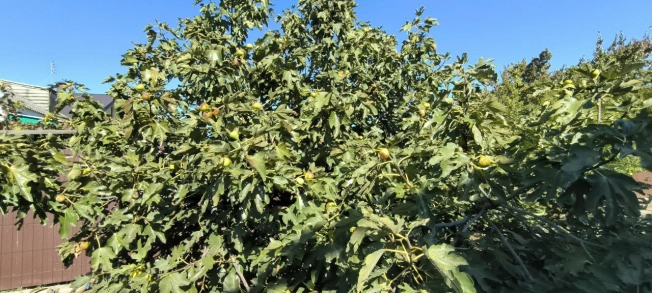 Купить дом на улице Мичурина в Керчи. Вариант № 7177077, 41, площадь -  квм, цена 10300000 рублей