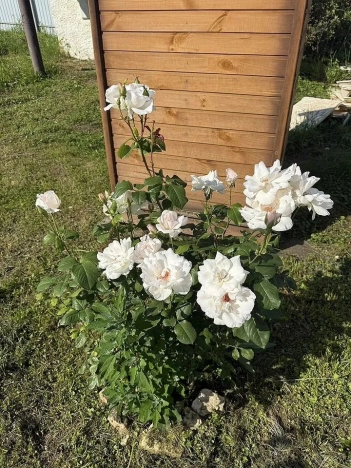 Купить дом в Коломне. Вариант № 9508638, 13, площадь -  квм, цена 3800000 рублей