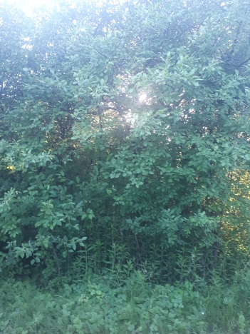 Купить земельный участок в Владимире. Вариант № 5848322, 9, площадь -  квм, цена 1100000 рублей