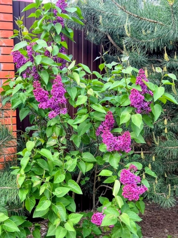 Купить дом в Москве. Вариант № 8807704, 25, площадь - квм, цена 15600000 рублей