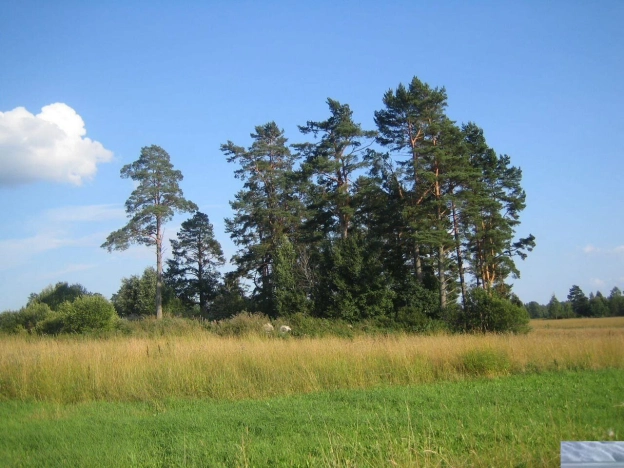 Купить земельный участок в Ленинградской области. Вариант № 8240019, 3, площадь -  квм, цена 1980000 рублей