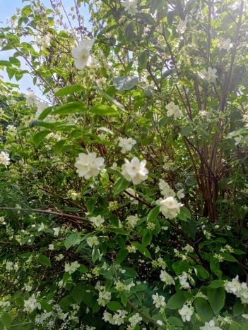 Купить дом в Лакинске. Вариант № 9187, 22, площадь -  квм, цена 2150000 рублей