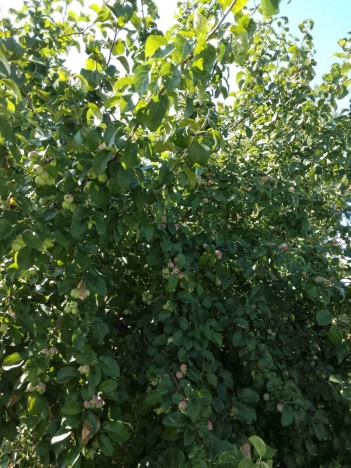 Купить дом на улице Совхозная в Тюменской области. Вариант № 1248479, 15, площадь -  квм, цена 2200000 рублей