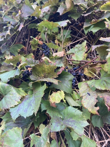 Купить двухкомнатную квартиру на улице Приморская в Калининградской области. Вариант № 3555, 21, площадь -  квм, цена 5200000 рублей