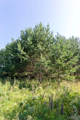 Купить земельный участок на улице Журавлиха в Владимире. Вариант № 44659, 5, площадь -  квм, цена 2000000 рублей