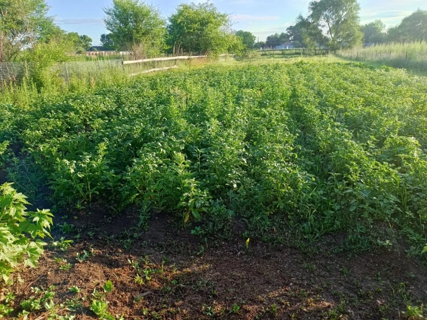 Купить дом на улице Михайловская в Приморском крае. Вариант № 1143221, 21, площадь -  квм, цена 4500000 рублей
