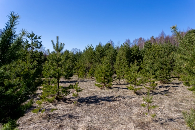 Купить земельный участок в Коврове. Вариант № 36182, 2, площадь -  квм, цена 700000 рублей