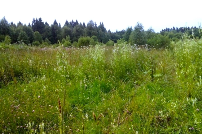 Купить земельный участок в Москве. Вариант № 6629, 1, площадь -  квм, цена 800000 рублей