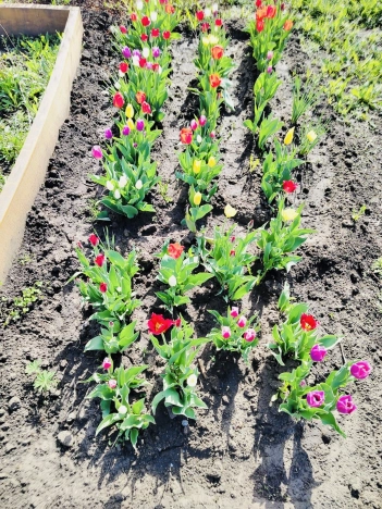 Купить дачу в Новосибирске. Вариант № 8113500, 26, площадь -  квм, цена 5000000 рублей