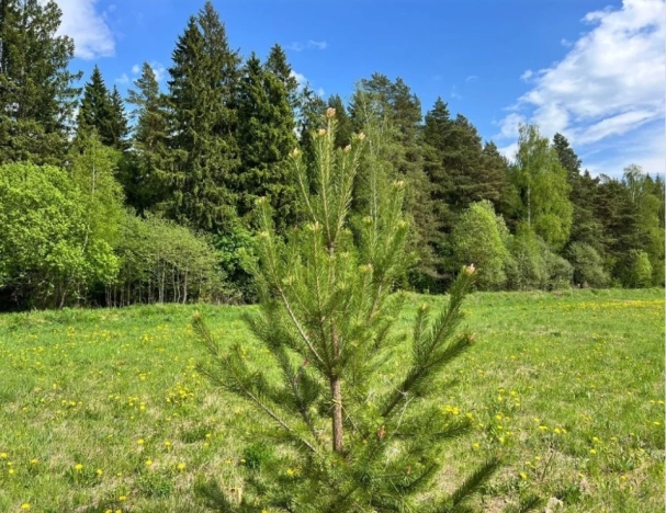 Купить земельный участок в Калининграде. Вариант № 20367, 0, площадь - квм, цена 2999000 рублей