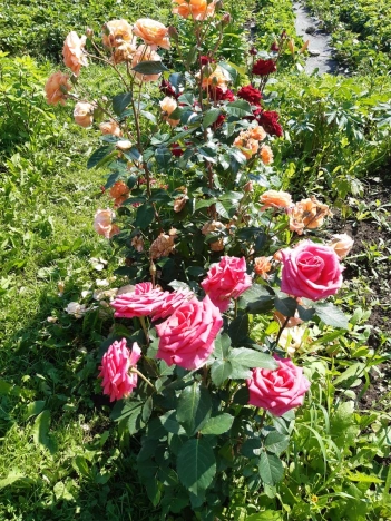 Купить дом в Иркутской области. Вариант № 9799956, 41, площадь -  квм, цена 7000000 рублей